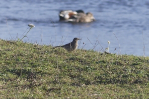 Wildlife sightings for 22nd January 2022